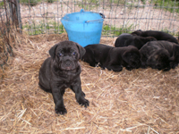 cucciolo cane corso